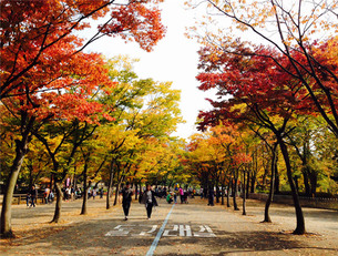 공원 전체가 단풍 명소&hellip;서울대공원 아름다운 단풍길 5곳