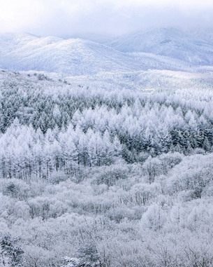 눈으로 빚어낸 동화같은 은빛세상&hellip;1월의 명품숲 '대관령 금강송숲'