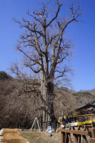 1100년된 용문사 은행나무, 지역 명품 숲으로 재탄생