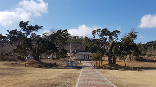 태극음양 형상화한 '서산 송곡서원 향나무' 천연기념물로 지정