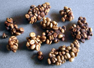 '동물의 똥'으로부터 얻어지는 커피 3종
