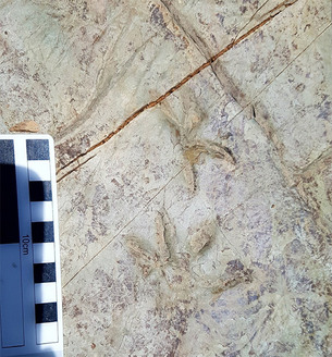 누구 발자국일까? 새로운 4족 보행 척추동물 발자국 화석 발견