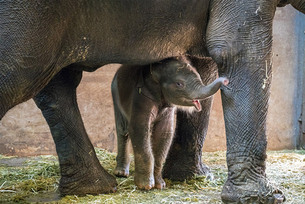 [주말 나들이] 23년 만에 탄생한 아기코끼리 보러 '서울어린이대공원' 가자
