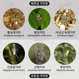 거미, 사냥방식에 따라 독(毒)의 특성도 다르다!