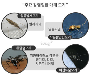 이 모기를 조심하세요! 주요 감염병 매개 모기