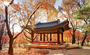 최고의 가을 절경 '단풍', 궁궐에서 즐기기 좋은 시기는?