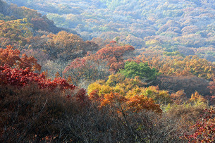 5천 종에 달하는 생물이 서식하는 11월의 명품숲 '광릉숲'