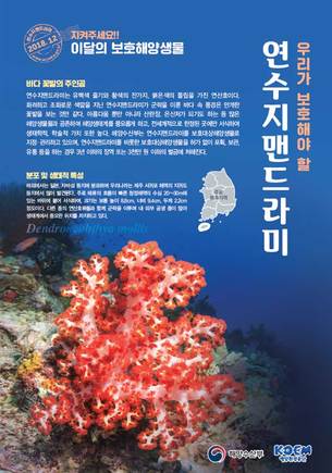 바다 꽃밭의 주인공&hellip;12월 보호해양생물 '연수지맨드라미'