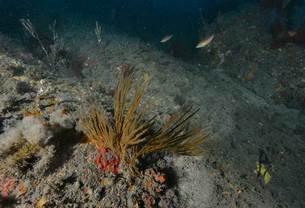 바다의 소나무 '해송류'&hellip;보호대상해양생물로 추가 지정된 해송류 4종