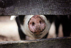 '아프리카 돼지 열병'이 뭐길래? 대만이 '라면 스프'까지 반입 금지하는 이유