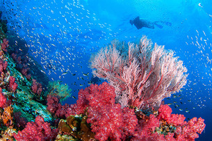 다이버들의 성지로 유명해&hellip;아름다운 산호초 보기 좋은 해외 여행지 3곳