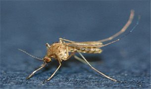 올해 첫 '일본뇌염 주의보' 발령&hellip;제주지역에서 매개 모기 발견