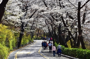 남산에서 꽃비 맞으며 음악감상 할까? '2019 남산 꽃비놀이 음악소풍'