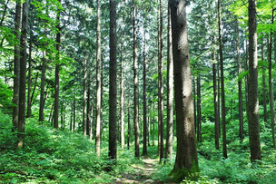 피톤치드가 풍부한 무주 '독일가문비숲', 4월의 국유림 명품 숲 선정