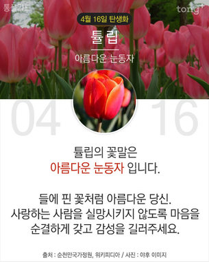 4월 16일 탄생화 '튤립'&hellip;꽃말과 전설은?