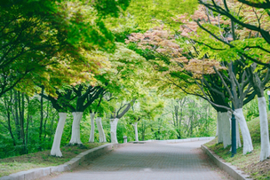 봄바람 휘날리며 걸어볼까? 서울에서 봄 만끽하며 걷기 좋은 코스 3곳