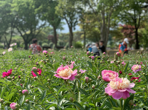 [주말 나들이] 품위 있고 풍성한 꽃송이의 향연&hellip;모란과 작약 5만5천 송이 활짝 핀 서울대공원 테마가든