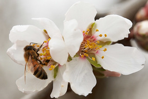 꿀벌이 없으면, 인류도 멸망? 인간 생존에 '꿀벌'이 중요한 이유