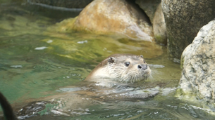 [주말 나들이] 수달 좋아하는 마니아들 이번 주말 '서울대공원 동물원'으로 모여라