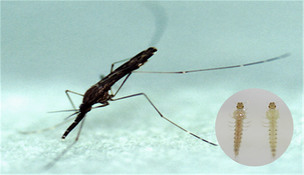 말라리아 감염 주의! 올해 첫 원충 감염 얼룩날개모기 확인