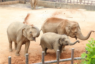 코끼리, 호랑이, 원숭이&hellip;동물원에서는 더위를 어떻게 견딜까?