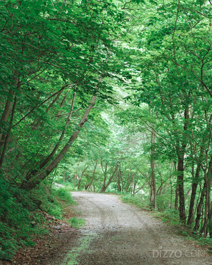 시원한 숲터널에서 걸어보자&hellip;8월에 가기 좋은 전국 시원한 자연휴양림 5곳