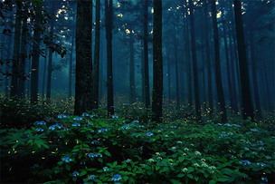 밤하늘 제주도 숲 밝히는 별 '운문산반딧불이' 보존 연구 진행
