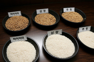 이런 쌀도 있었어? '쌀의 날' 알아보는 다양한 쌀 품종