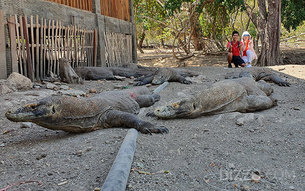 [인도네시아 색다른 여행기] '지구의 마지막 공룡' 코모도왕도마뱀과 마주하다