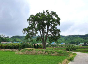 수령 230년인 '포천 초과리 오리나무' 천연기념물로 지정