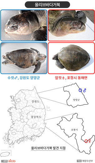 멸종 위기 '올리브바다거북' 국내 서식 첫 공식 확인
