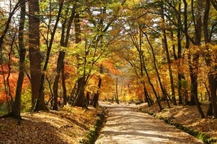 10월 한 달간 8개소 조선왕릉 숲길 개방&hellip;올가을 걷기 좋은 조선왕릉 숲길