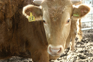 환절기엔 동물도 면역력 감소! 가을철, 가축 건강 지키는 방법은?