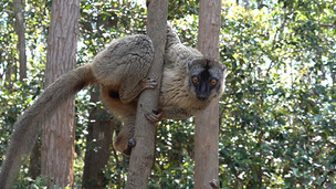 '걸어서 세계속으로' 순수한 자연이 펼쳐지는 바오바브나무의 전설 '마다가스카르'로 떠나보자!