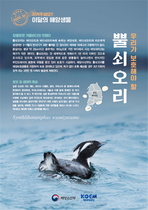 [보호해야 할 해양생물] 앙증맞은 겨울 바다의 멋쟁이 '뿔쇠오리'