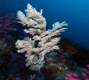 바닷속 눈 덮인 소나무? 연산호 중에서도 희귀한 '긴가지해송'