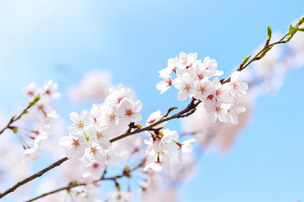 3월 21일 탄생화 '벚꽃'&hellip;꽃말과 의미는?