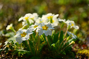 3월 26일 탄생화는 '흰앵초'&hellip;꽃말과 의미는?