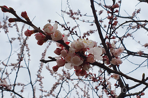 [포토] 엉덩이가 들썩이는 주말, 집에서 즐기는 봄꽃 여행