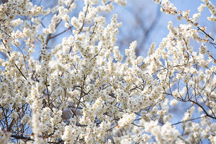 봄꽃축제는 못 가지만 사진으로 봄꽃 구경할까? 홍릉숲에 개화한 '하얀 봄꽃 3종'