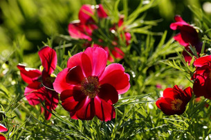 4월 4일 탄생화는 '빨간 아네모네'&hellip;꽃말과 의미는?