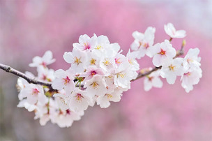 4월 9일 탄생화는 '벚나무'&hellip;꽃말과 의미는?