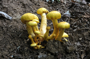 '갈황색미치광이버섯'에서 폐암&middot;전립선암 잡는 항암물질 발견