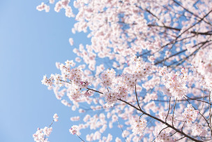 봄꽃 만발한 '벚나무', 온실가스 저감에도 효과 만점