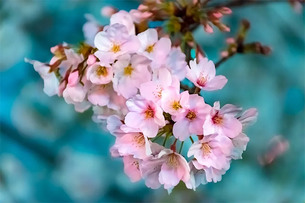 4월 12일 탄생화는 '복숭아꽃'&hellip;꽃말과 의미는?