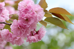 5월 9일 탄생화 '겹벚꽃'&hellip;꽃말과 의미는?