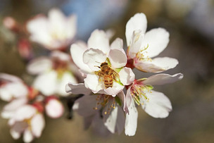 5월 20일 '세계 벌의 날', 생태계의 지킴이 '꿀벌'을 지켜주세요!