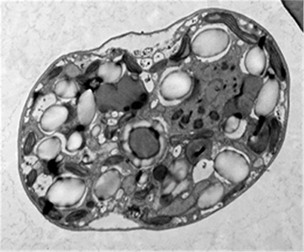 건강 보물 창고 '독도', 오메가-3 다량 함유된 해양미세조류 발견