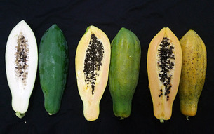 열대 과일 '파파야', 덜 익히면 칼슘 1.5배, 마그네슘 2배 &uarr;