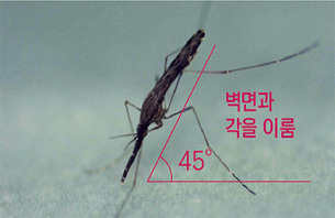 올해 첫 '말라리아 감염 모기' 확인! 말라리아 예방을 위한 모기 피하는 방법은?